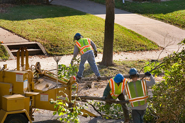 The Steps Involved in Our Tree Care Process in Slinger, WI